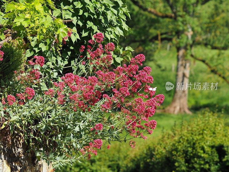 红缬草(Centranthus ruber)和树的红花